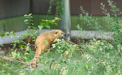 raccoon nasuella olivacea