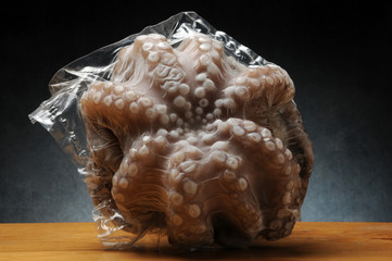 Octopus vulgaris Ośmiornica zwyczajna Осьминог обыкновенный هشت‌پای معمولی 普通章魚 Polpo comune Gewöhnlicher Krake マダコ תמנון החוף © Comugnero Silvana