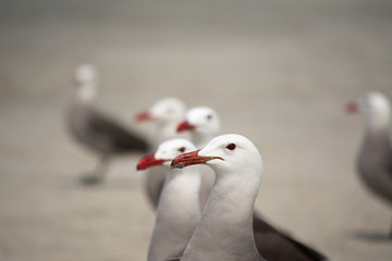 Gaviotas posan de perfil.