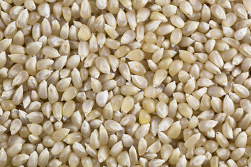 White Popcorn Kernels Background