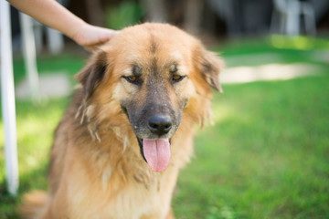 Little boy playing with dog in the  park