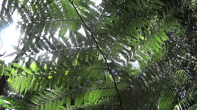 Rainforest fern with the leaves backlit by the sun with light wind.