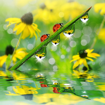 Fresh green grass with dew drops and ladybirds closeup. Nature Background.