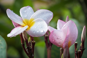 white and yellow Plumeria (frangipani flowers)