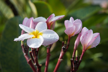 White and yellow Plumeria (frangipani flowers)