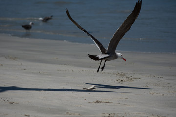 La gaviota no puede agarrar el pescado y levanta vuelo. 