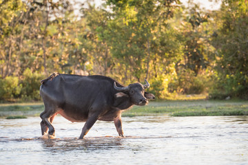 buffalo fording a river in thailand