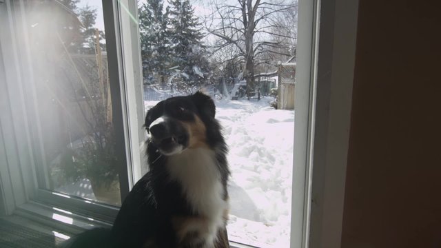 Australian Shepherd Playing In The Snow - Dogs In Winter