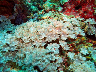 Soft coral, Island Bali