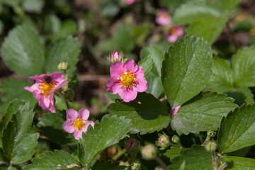 Blossoming strawberry with pink flowers