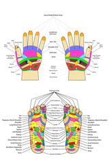 Traditional alternative heal, Acupuncture - Foot and hand Scheme