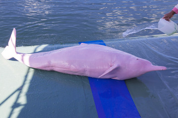 pink dolphin

