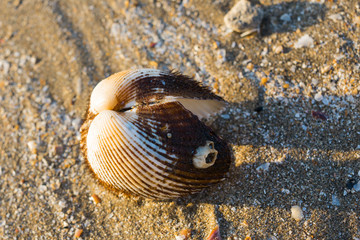 sea shells with sand as background
