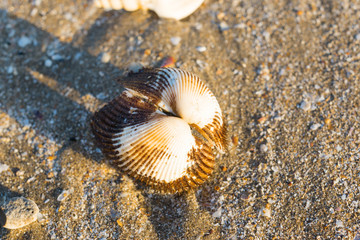 sea shells with sand as background
