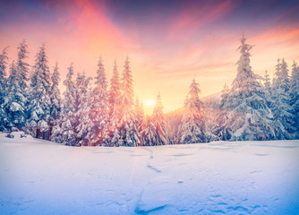 Colorful winter sunset in mountain forest