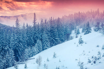 Colorful morning scene in the winter mountain.