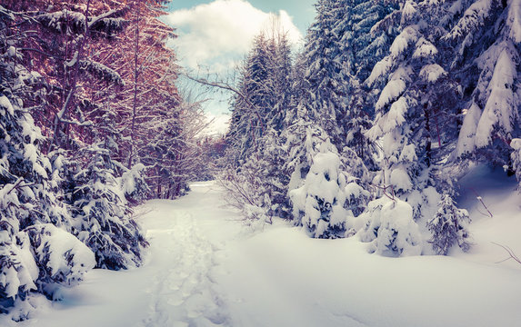 Snowy vinter road in the forest covered fresh snow