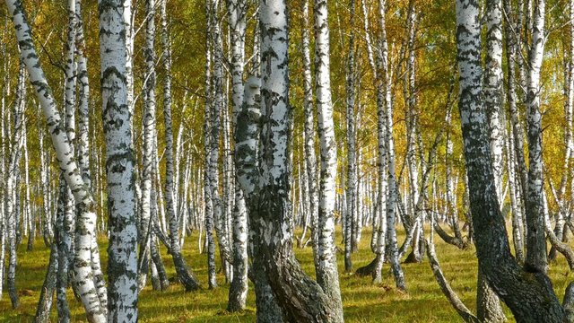 autumn birch forest, 4k