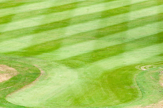 Grass of golf course