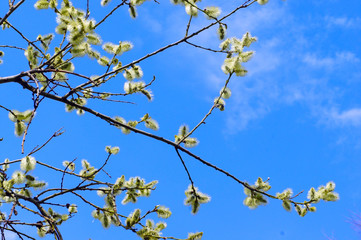 in the spring willow branches on blue sky background