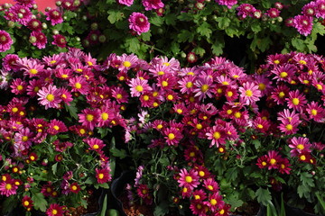 Chrysanthemum flowers,/Full blooming Chrysanthemum flowers in the garden