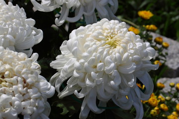 Chrysanthemum flowers,/Full blooming Chrysanthemum flowers in the garden
