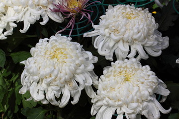 Chrysanthemum flowers,/Full blooming Chrysanthemum flowers in the garden