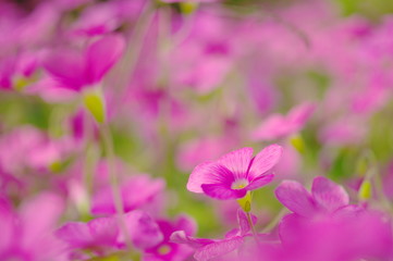 Fototapeta premium ピンクのオキザリス