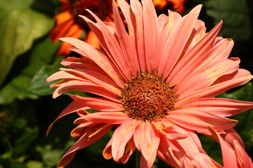 Chrysanthemum flowers,/Full blooming Chrysanthemum flowers in the garden