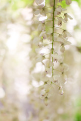 White Wisteria
