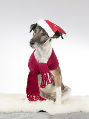 Smooth Fox Terrier portrait with christmas clothes. Image taken in a studio.