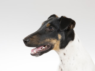 Smooth Fox Terrier portrait. Image taken in a studio.