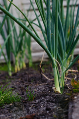 Fototapeta premium onions in the garden
