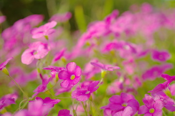 一面に咲くピンクのオキザリス