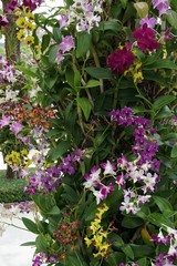 Fototapeta na wymiar orchid in the garden
