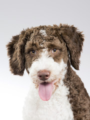 A spanish waterdog puppy portrait. Image taken in a studio.