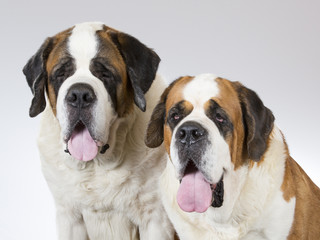 Two St. Bernard dogs in a portrait. Image taken in a studio.