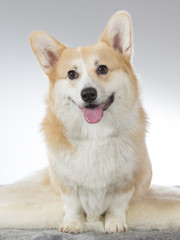 A cute Welsh Corgi puppy posing in a photoshoot. Image taken in a studio.