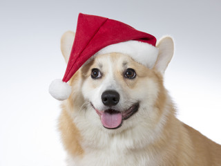 A cute Welsh Corgi posing with a Christmas hat on it's head. Image taken in a studio.