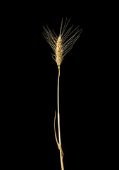 Ear of wheat on a dark background