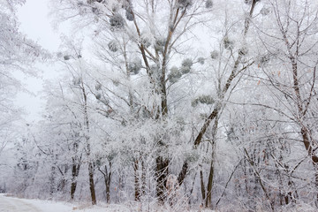 Road in the winter forest