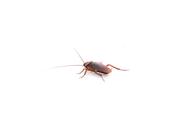 Cockroach