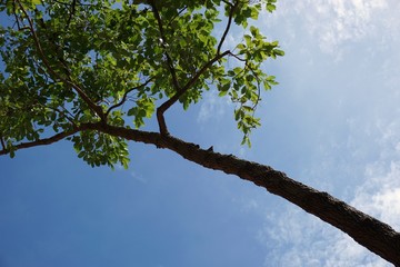 tree with blue sky