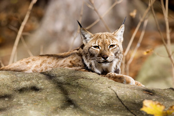 Resting Scandinavian lynx, Lynx l.lynx during the autumn sunshine