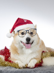 A cute Welsh Corgi posing with a Christmas hat and glasses on it's head. Image taken in a studio.