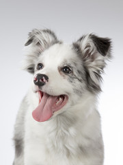 A beautifully colored shetland sheepdog puppy in a portrait. Image taken in a studio.