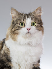 A cat portrait. Maine coon cat is posing in a studio. 