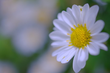 Obraz premium 白い菊