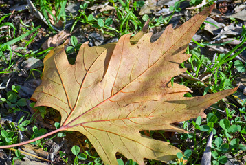 Dry yellow leaf