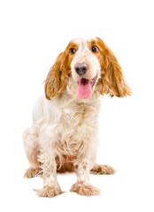 Portrait of funny Russian Spaniel